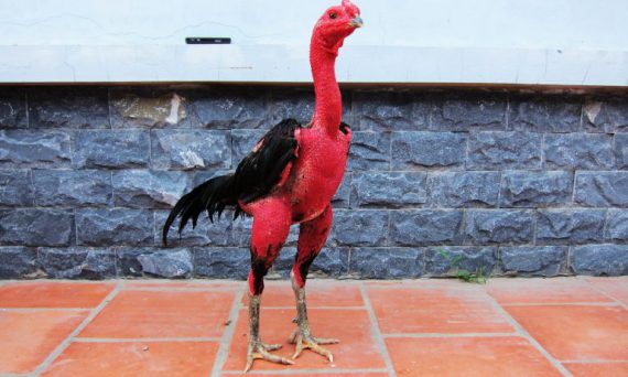 Phục hồi gà đá bằng phương pháp nhanh nhất của các cựu sư kê 7 cach chon ga choi hay