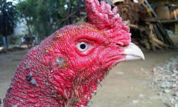 Xem tướng gà đá qua 7 tiêu chuẩn dựa vào kinh nghiệm sư kê lâu năm 5 cach chon ga choi hay qua mo