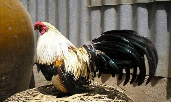 Bí kíp nuôi gà đá từ các chuyên gia vừa bật mí trong năm 2019 3 cach nuoi ga tre da2