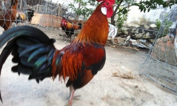 Gà tre đá cựa sắt và những tiêu chuẩn chọn lựa để có được gà hay 16 chon ga tre da cua sat