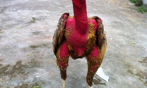 Gà chọi Xám Thần – vang danh đất Bắc cùng những đặc điểm độc lạ 15 dac diem xam than