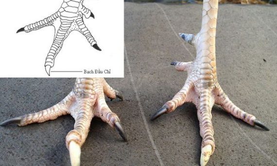 Gà bạch đầu chỉ là xấu hay tốt và những đặc điểm cực là của chúng 1 ga bach dau chi