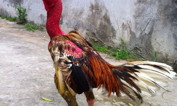 Gà chọi đẹp nhất và toàn bộ sưu tập mới nhất 2019 dành cho sư kê 3 nuôi gà nòi