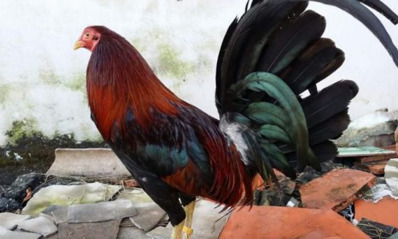 Nuôi gà đá Mỹ và những mô hình làm giàu từ giống gà này 2019 1 gà thay lông