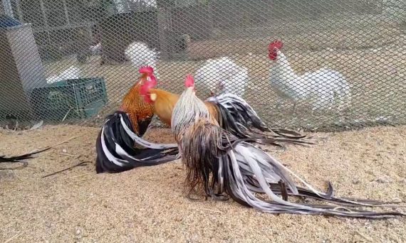 Các giống gà tre đẹp và có kỹ thuật đá hay nhất hiện nay 6 maxresdefault 3