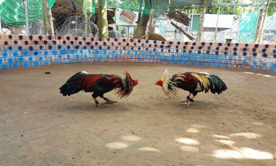 Những hình thức chấp nhau trong đá gà cựa sắt 42 Đá gà cựa sắt