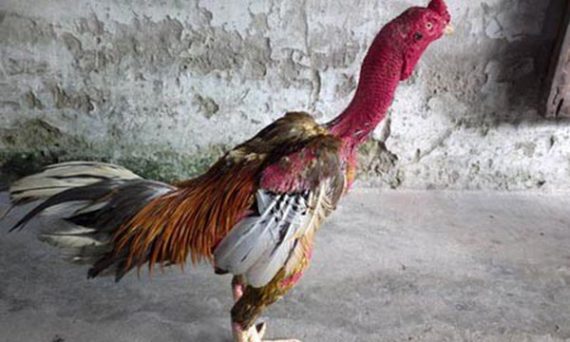 Đặc điểm chung gà chọi các sư kê cần bổ sung để nắm vững kiến thức 3 xam than trong bo ba chien ke