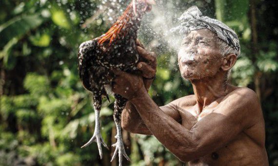 Biệt dưỡng gà đá trong một tháng rưỡi để tập trung toàn lực chiến thắng 24 đá gà cựa sắt