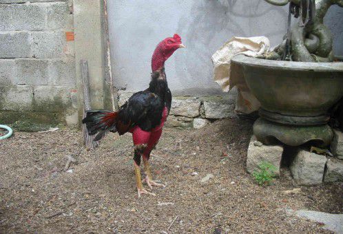 Kỹ thuật tỉa lông gà đá siêu chất áp dụng với các thể loại chiến kê 10 cách nuôi gà chọi da săn chắc