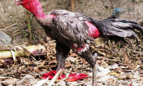 Gà đá đau mắt hột và cách chữa nhanh chóng hiệu quả nhất 1 cach chua benh dau mat o ga choi 580x460