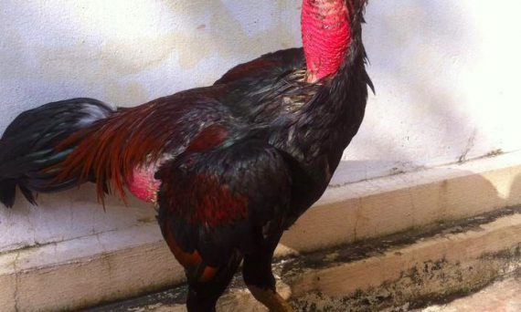 Gà đá ăn không tiêu cùng một số mẹo chữa căn bệnh này 21 nuôi gà tơ đá hay