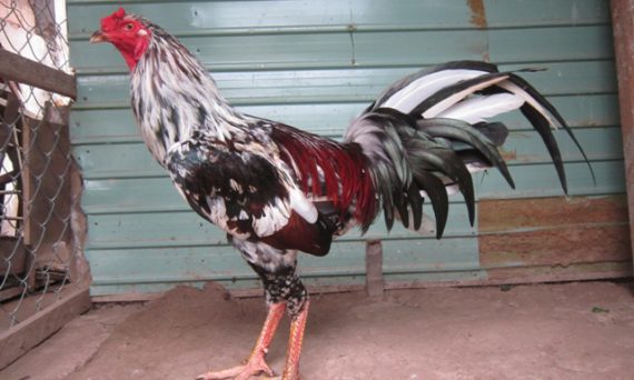 Vảy gà đá hiếm cùng cách lựa chọn đúng chuẩn được tổng hợp 18 cach xem ga choi da hay 5