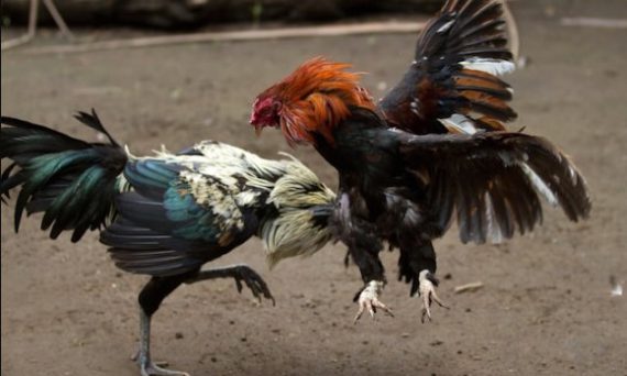 Đá gà trực tuyến cùng luật chơi cần biết cho dân đá gà 3 đá gà trực tuyến