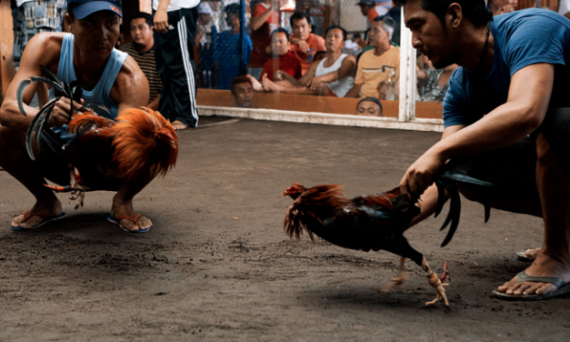 Xem Đá Gà Campuchia - Xem Trực Tiếp Đá Gà Thomo Hôm Nay 39 trực tiếp đá gà