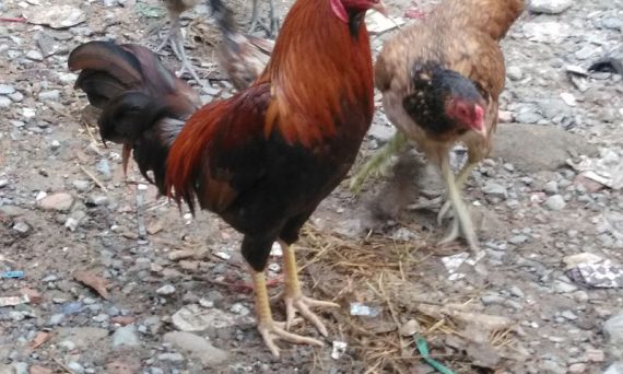 Gà đá Cao Lãnh có bản lĩnh phi thường như thế nào cùng tìm hiểu nhé 18 ga da cao lanh