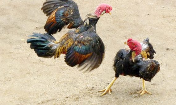 Nhận diện quý kê bằng các đặc điểm đặc biệt trên thân hình gà đá 18 ga don 2