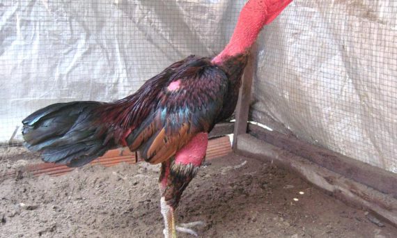 Gà Đá Bị Hen Và Cách Điều Trị Hiệu Quả Nhất 1 ga noi