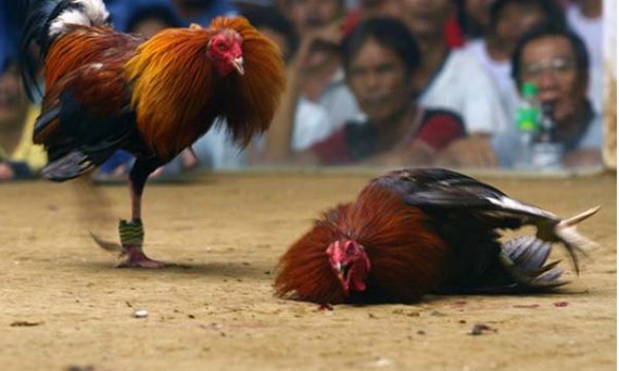 Đá gà cựa dao Philippines sân chơi hấp dẫn nhất hiện nay 45 so cuu cho ga da