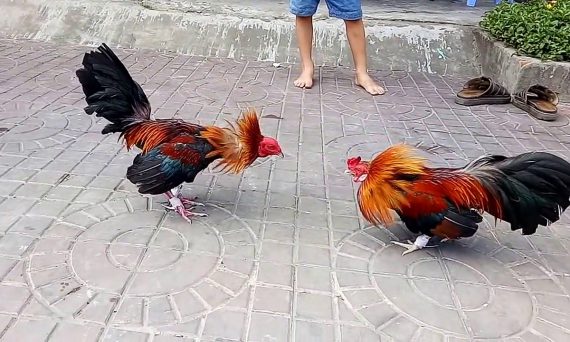 Thế đá gà độc cô giúp cho chiến kê bạn tự tin xung trận chiến thắng 14 tran da ga tre ca mau ngay 38