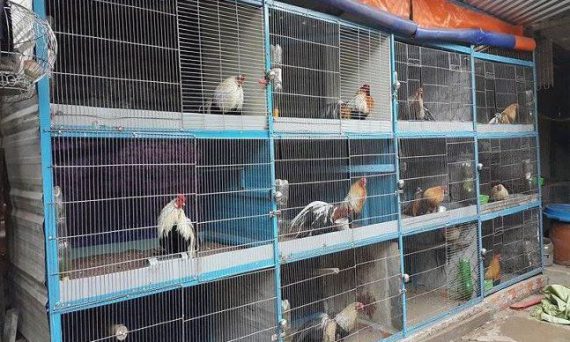 Làm chuồng gà đá đẹp bằng những kỹ thuật tiêu chuẩn 2019 7 111