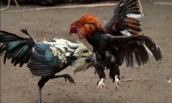 Bí Kíp Thả Gà Chơi Đá Gà Cựa Sắt Giúp Chiếm Ưu Thế 1 trực tiếp đá gà