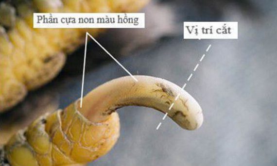 Cách cắt cựa gà theo đúng kỹ thuật của gà từ xưa đến nay 25 cua ga