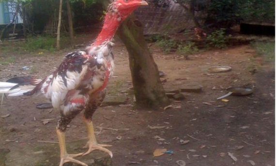 Gà đá thay lông và tín hiệu khá rõ cho biết trước 35 da ga online