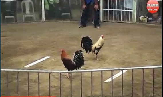 Đá gà s128 mang danh tiếng từ lâu tại khu vực Đông Nam Á 33 da ga truc tiep