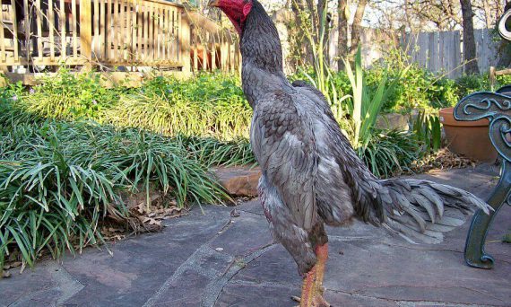 Top chiến kê vang danh bắc nam mà dân chơi đá gà cần biết 27 dac diem cac dong ga choi noi tieng 3 mien dat nuoc 1