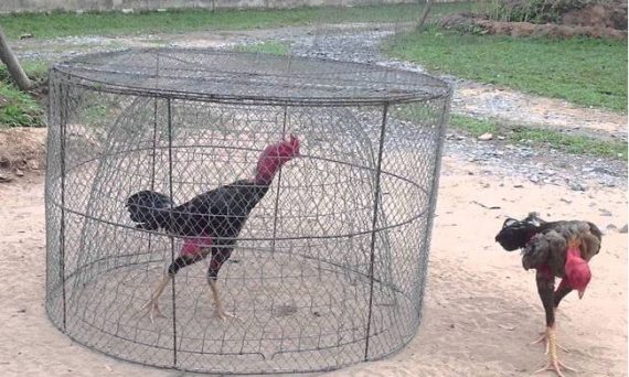 Nuôi gà đá sung sức bằng những cách thực tế nhanh hiệu quả 3 ga da sung