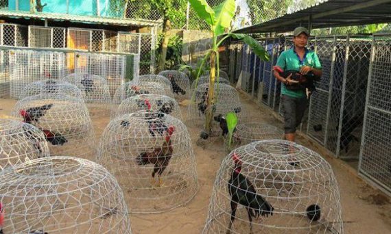 Tiêm phòng gà đá bằng lịch tiêm chủng khá ổn giúp chiến kê khỏe mạnh 11 gada232a