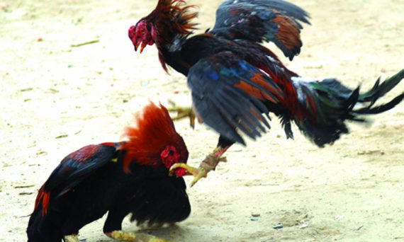 Mánh khóe đá gà tại các trường đấu lớn của khu vực Đông Nam Á 29 choi da ga