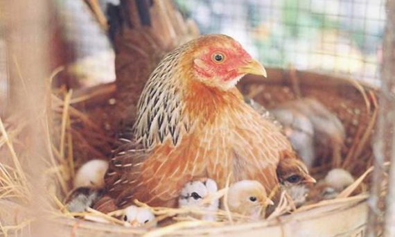 Quá trình gà ấp nở và cách theo dõi hiệu quả 1 kinh nghiệm nuôi gà