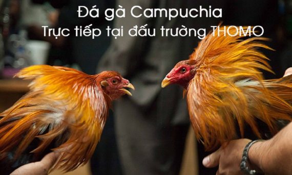 choi da ga campuchia sân chơi cá cược online hấp dẫn 19 so sánh hai nhà cái