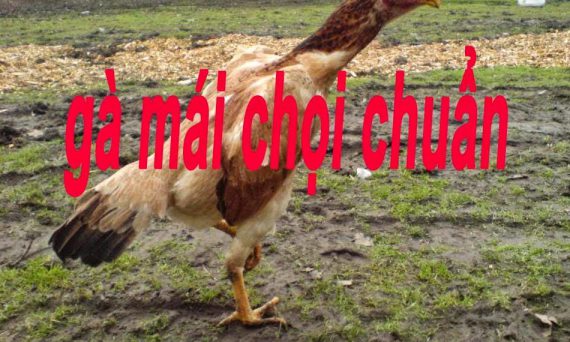 Cách chọn gà mái để gầy được đàn giống có tố chất như chiến kê 3 ga mai dau dep c