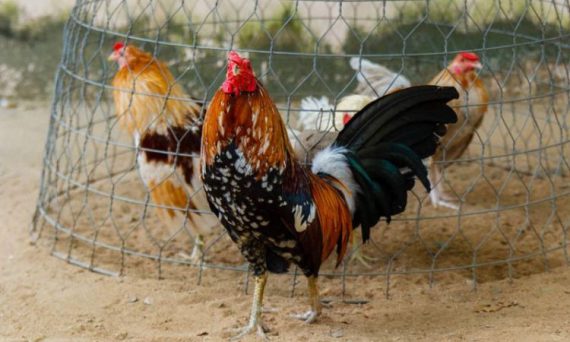 Nuôi gà tre mái bằng những tiêu chuẩn siêu chuẩn của 2019 3 gà Cao Lãnh