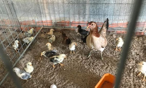 Kỹ thuật nuôi úm gà con mới nở đạt hiệu quả cao 24 gacon1
