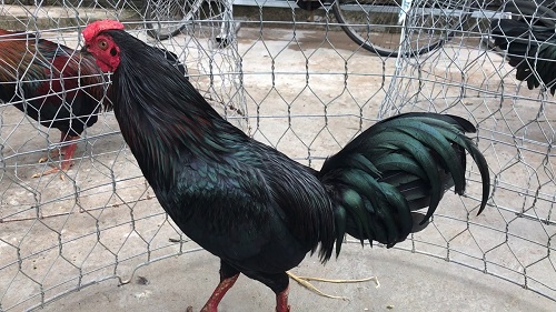 Gà giáp nhập nuôi khó hay không? 6 gà giáp đá cựa sắt