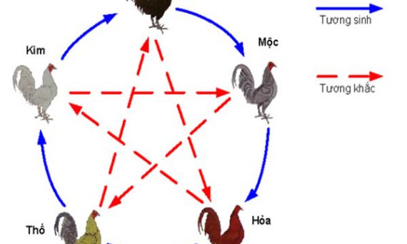 Xem màu mạng gà đá - Phong thủy đá gà theo ngày, giờ. 7 phong thủy gà đá