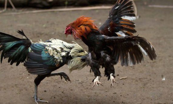 Mánh khóe đá gà tại trường Campuchia các cựu sư kê chia sẻ lại 5 Đá gà cựa sắt campuchia