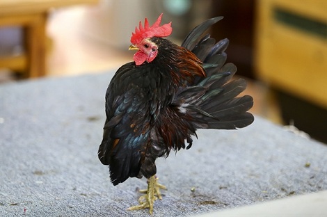 Thú Chơi Gà Kiễng "Sốt" Lại Thời Gian Gần Đây Không Kém Đá Gà Cựa Sắt 23 thú chơi gà kiễng