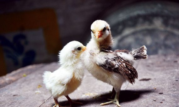 Cách Nâng Cao Tỉ Lệ Gà Trống Trong Nuôi - Ấp Gà. 21 thú chơi gà kiễng