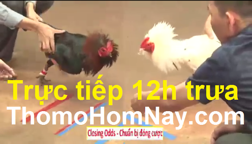 Đá Gà Trực Tiếp Thứ Hai Ngày 19/8/2019 22 trực tiếp đá gà