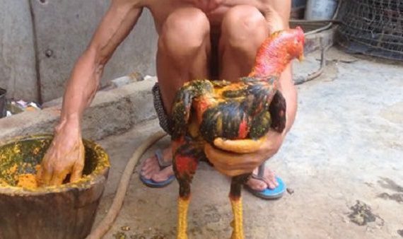 Vào nghệ cho chiến kê bằng các phương pháp siêu chuẩn 2019 31 cách vô nghệ siêu chuẩn