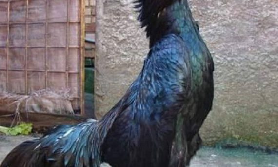 Gà Shamo-Huyền Thoại Đá Gà Cựa Sắt Của Trời Âu 10 gà shamo