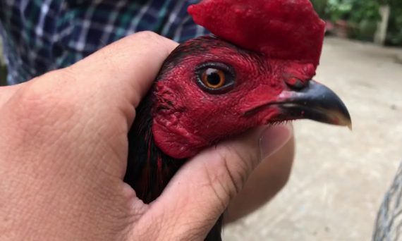 Gà Giáp Thầy Khùng Bổn Gà Đá Cựa Sắt Có Tiếng 1 gà giáp thầy khùng