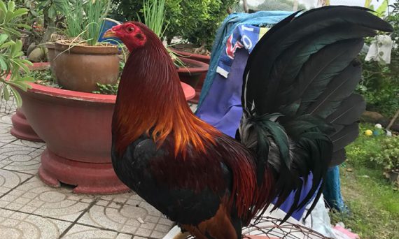 Gà Tre Mỹ Đá Tốc Độ Như Máy Chà Choidaga 30 gà tre mỹ