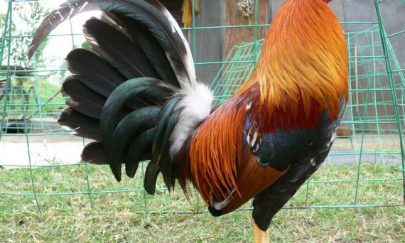 Cách Nuôi Gà Đá Cựa Sắt Có Bộ Lông Đẹp Hoàn Hảo 15 gà thay lông