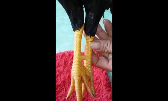 Xem Vảy Gà Độc - Gà Đá Hay Thường Có Vảy Gì? 5 Xem vảy gà độc