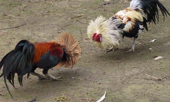 Luật Chơi Đá Gà Cựa Sắt Và Luật Đá Gà Thomo 15 gà Cao Lãnh